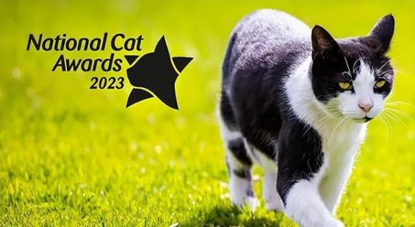 融合配资 黑白奶牛猫夺冠英国！66岁聋病主人靠它安心，夜晚守护有多暖？